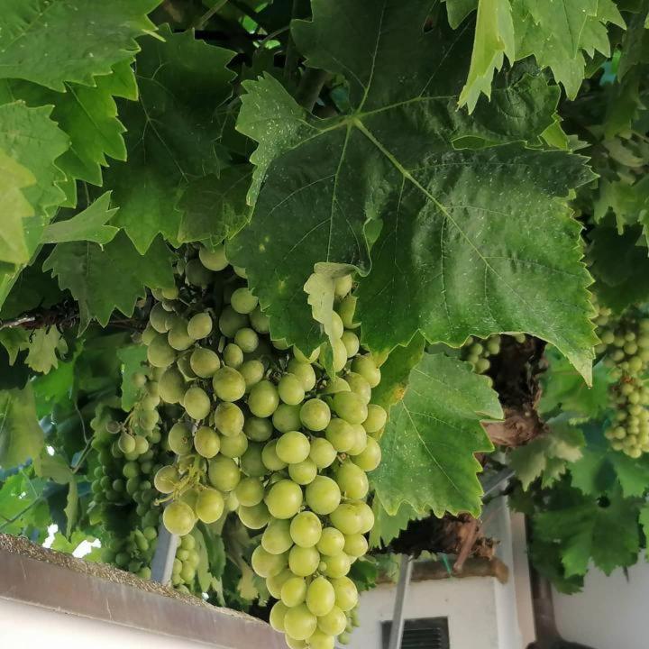 B&B Capo Le Vigne Sirolo Eksteriør billede